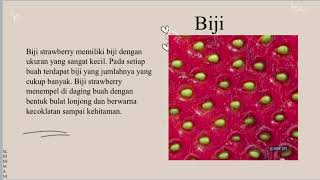 Botani Phanerogamae || Mengenal Morfologi Strawberry || Deskripsi Fragaria Chiloensis