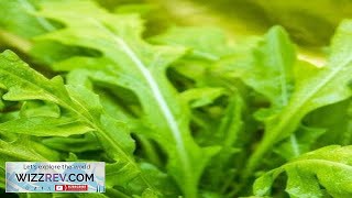 Arugula Roquette (Rocket) – Seeds Review