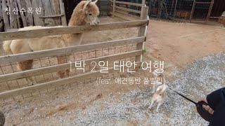 애견동반 1박 2일 태안 여행 (알파카 vs 염주) | 오징어게임2, 슈슈풀빌라, 청산수목원