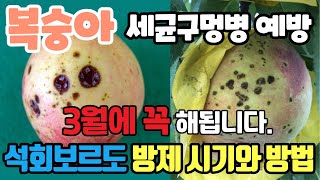 3월 복숭아 천공병 예방을 위한 석회보르도액 어떻게 사용해야될까?