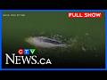 Jet skier hits grey whale | CTV News Vancouver at Six for May 5, 2026