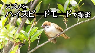 スズメの動きをハイスピードモードで撮影しました！　#sparrow