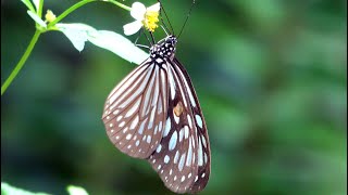 20241026 / 淡蘭古道 / 旖斑蝶 [Ideopsis similis] (髒了的高跟鞋)