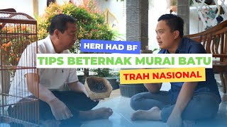 HERI HAD BF ANYER : TIPS BETERNAK MURAI BATU TRAH NASIONAL