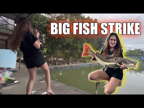 Cewek Cantik Mancing Ikan Monster Di Big Fish Strike Saung Desa - YouTube