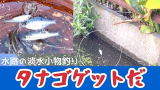 【海無し県の淡水小物釣り】「この場所で初タナゴ」埼玉県越谷市