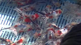 【H26年（2014年）秋】さいたま養殖魚まつり 志村