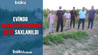 Evində narkotik becərən şəxs saxlanıldı