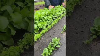 Our Fastest Growing Vegetable | Quick and Bountiful Harvests #shorts