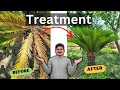 Kangi Palm | Sago Palm | How to Grow, Care & Tips to Convert Yellow Leaves into New Leaves | Palm 🌴