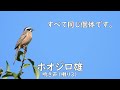 今日の探鳥 2022年4月10日撮影（字幕訂正版）