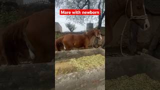 Foaling | Mare with newborn | Horses | Mare Delivered male | #animals #doctorofveterinarymedicine