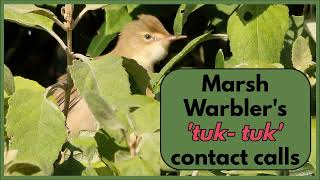 Marsh Warbler's \