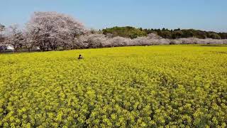 【宮崎県西都市】西都原の桜 2020（Mavic Air 空撮）