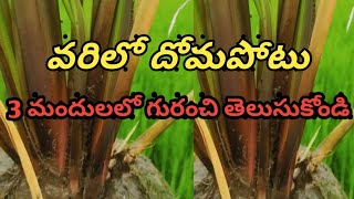 #paddy crop#Top 3 chemicals for Paddy BPH control chemical s/వరి లో సూడి దోమ ఉద్రీతీ నివారణ చర్యలు