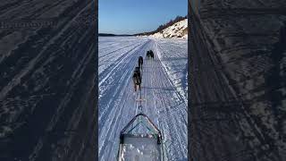 イエローナイフで犬ぞりしてきた！　#dogsledding #canada #バンクーバー #ワーホリ #カナダ #japanese