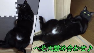 最近の『へそ天』を集めました♪【保護猫ロコちゃん】