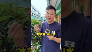 翡翠手镯|半山水冰黄翡翡翠手镯 2万不到直接拿下，治愈系的暖阳色调#翡翠 #緬甸翡翠 #翡翠手镯 #翡翠手鐲 #翡翠直播