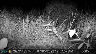 Wild Lives class at dinacon finds a Small Indian Civet!