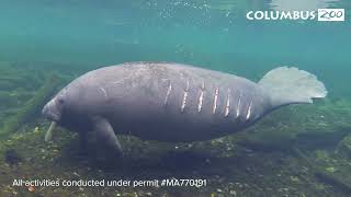 Manatee Conservation at the Columbus Zoo and Aquarium