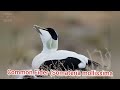 common eider duck somateria mollissima beautiful bird call sound and pictures volcano of beauty