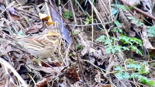 ムビる11639 餌を漁るミヤマホオジロ♀ miyamahoojiro