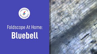 Foldscope at Home: Bluebell