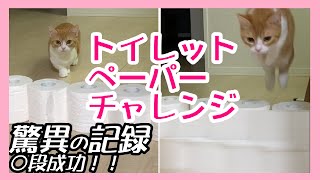 短足猫のジャンプ力はいかに？何段跳べるか検証【トイレットペーパーチャレンジ】