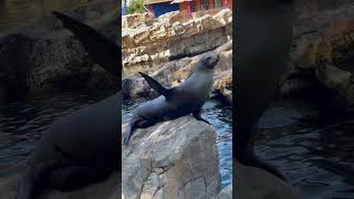 Seal แมวน้ำ #seaworld