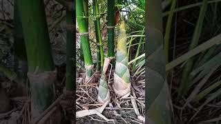 Bamboo, good variety, just planted for four months | ឫស្សីពូជល្អ❤