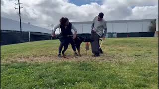 Andris the 10month old European doberman | ring sport training