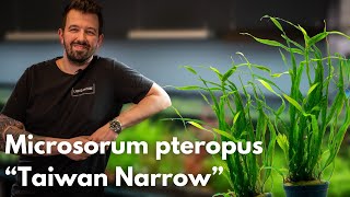 Microsorum pteropus “Taiwan Narrow” | Liquid Nature Pflanzenvorstellung