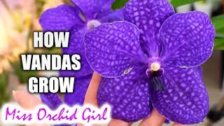 Growth stages of Vanda Orchids - What you should know about your Vanda