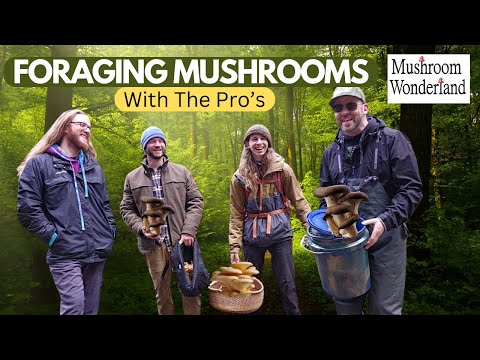 Wild Mushroom Scouting with the Pros! Adam DeLeo, Drew Ryan, Tim Hartman, and Aaron Hilliard