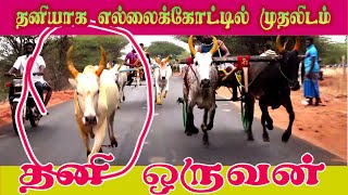 காளை வளர்ப்புனா இப்பிடி இருக்கணும் | மாட்டின் உரிமையாளருக்கு வாழ்த்துக்கள் @apsvideos7285