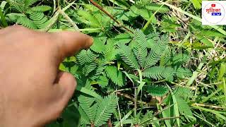 লজ্জাবতী গাছ  কেন স্পর্শ করলে লজ্জা পায় / Sensitive plant