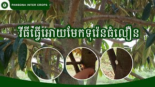 វីធីធ្វើអោយមែកទុរ៉េនធំលឿន