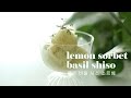 상큼한 여름 디저트 레몬 바질 시소 소르베 샤벳 만들기 lemon basil shiso sorbet 바질 시소 샤베트 에이드