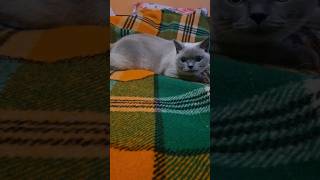 Every morning, she's purring after her breakfast meal. British shorthair colorpoint.