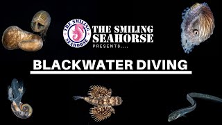 What is Blackwater diving? an introduction to this new way of night diving offshore!