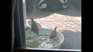 雀の雛が親にエサをねだる動画★fledgling of the meal sparrow