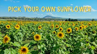 Sunflower field near Melbourne | Pick your own sunflowers