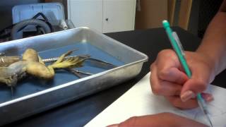 Frog dissection A2