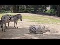 【愛媛県とべ動物園】ごろごろ朝シャン！グランドシマウマの砂浴び🦓✨