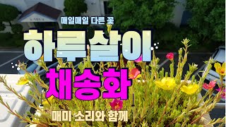 매일매일 새로 피는 꽃 채송화 매미 소리와 함께 [[여기저기이쓔]]