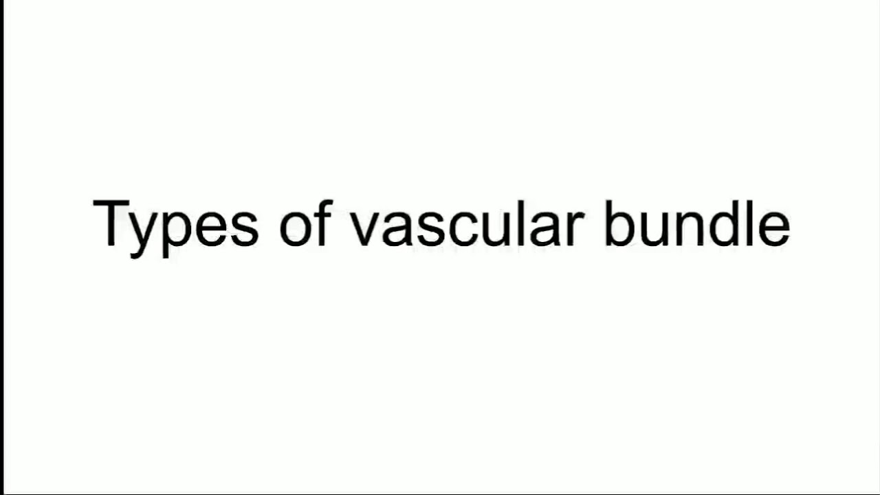 Types Of Vascular Bundle - YouTube