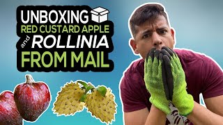 Unboxing Rollinia and Red Custard Apple from Mail