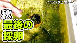 【ベランダビオトープ】秋の採卵を終了し、稚魚育成期間に入りました【ミックスメダカ】