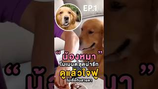 น้องหมาแสนรู้ โมเมนต์น่ารัก ดูแล้วใจฟูสุดๆ EP.1 กรลี่นิวส์