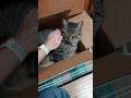 A Box, a Soft Cat, Sweet Pets=Happy Times. So Cute #cutecat  #bentleyourboykitty #shortvid